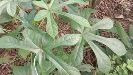 Daun gedi yang mujarab