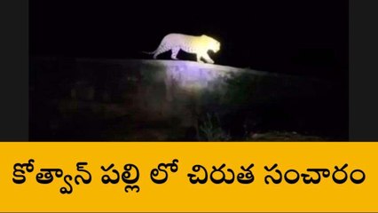 సంగారెడ్డి: కోత్వాన్ పల్లి లో చిరుత సంచారం