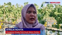 Petani Cilegon Kompak Sulap Sawah Jadi Destinasi Wisata Petik Melon Golden