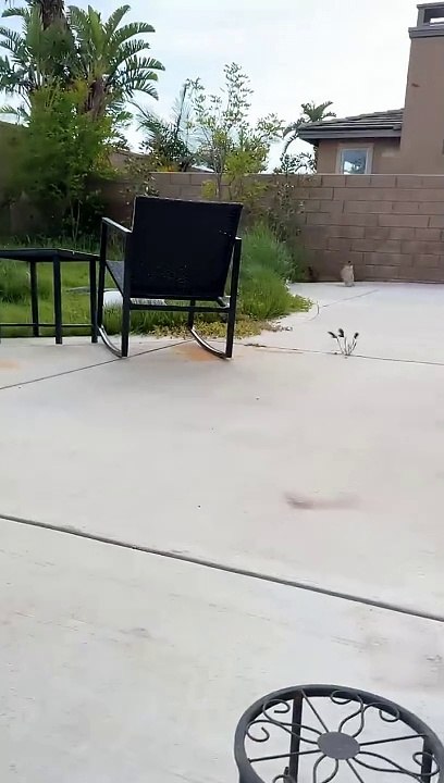 Meow express arrives at full-speed(720P_HD)