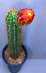 Zeitraffer der blühenden Blumen. Flower blooming time lapse. Selang waktu mekarnya bunga