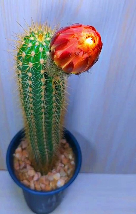 Zeitraffer der blühenden Blumen. Flower blooming time lapse. Selang waktu mekarnya bunga