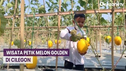 Petani Cilegon Kreatif Ciptakan Wisata Petik Melon dari Lahan Bertanam Cabai