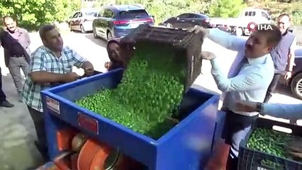 Türkiye'nin en kaliteli zeytini bu ilimizden çıkıyor