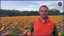 Horsforth PYO: We visit Kemps Farm where 70,000 pumpkins are ready for harvest