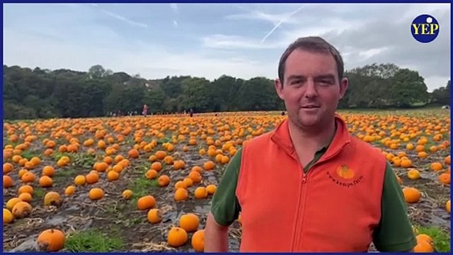 Horsforth PYO: We visit Kemps Farm where 70,000 pumpkins are ready for harvest