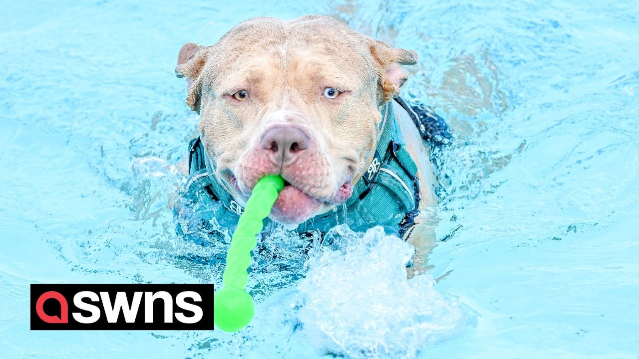 Dogs frolic in Olympic-sized swimming pool
