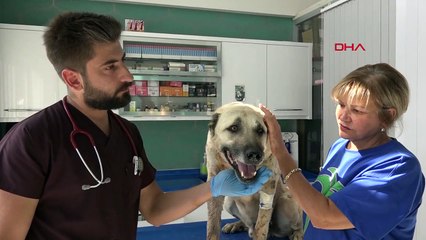 Kayseri'de Ördek ve Tavuklarını Yediği İddiasıyla Vurulan Köpeklerin Vücutlarında 200 Saçma Bulundu