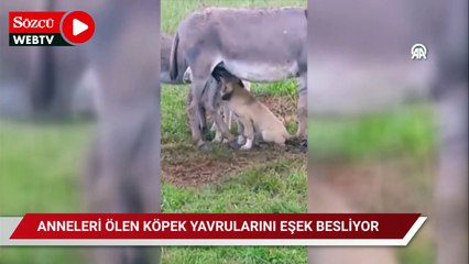 Anneleri ölen köpek yavrularını eşek emziriyor