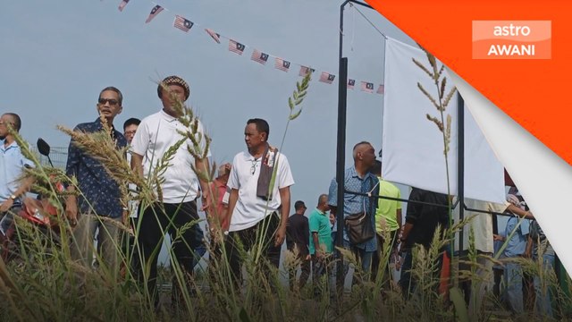 Pesawah rayu selesaikan masalah harga padi, bekalan beras