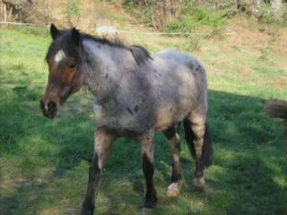 FALCO JE T'AIME (L)