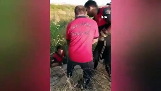 La démonstration d'amour des chiots sauvés a réchauffé leur cœur