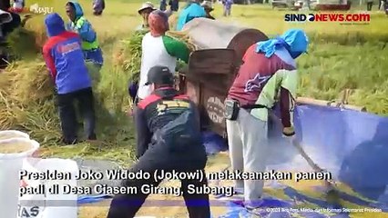 Panen Padi di Subang, Jokowi Senang Produksi Capai 9 Ton per Hektare