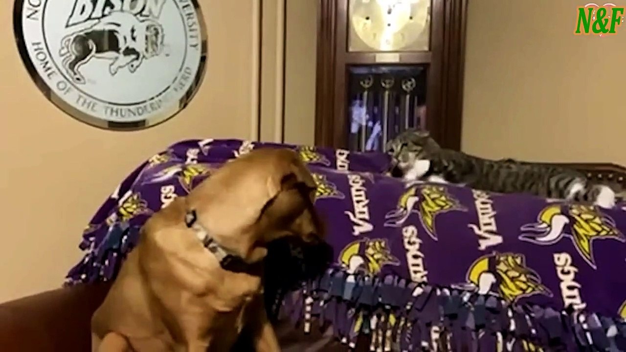 Funniest Cats VS Dogs Videos 2
