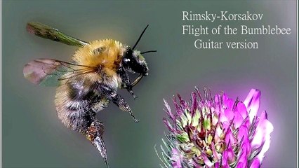 Flight Of The BumbleBee Guitar Cover