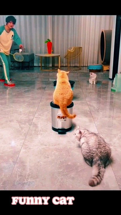 _funny. cat play sport_fyp(720P_HD)