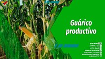 Cultivando Patria | Producción de maíz en el estado Guárico alcanzó un 95% de la meta en el 2023