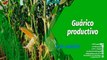Cultivando Patria | Producción de maíz en el estado Guárico alcanzó un 95% de la meta en el 2023