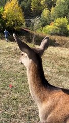 Deer Nearly Gores Man