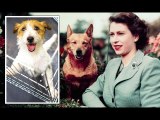 Queen's Corgis will be 'ousted' by Jack Russells as royal dog after Her Majesty's reign