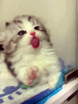 Cat Funny Moments | Animals Funny Moments | Beautiful Pets | Cute Pets | Animals Satisfying Videos #animal #cats #satisfyingvideos #catshorts