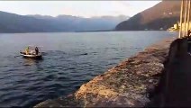 Bellano, un cinghiale fa il bagno nel lago: ecco il video