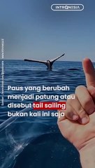 Momen Langka Detik-detik Paus ‘Berubah’ Jadi Patung