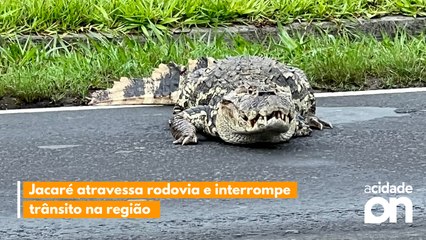 Jacaré atravessa rodovia e interrompe  trânsito na região