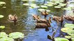 Cute Ducklings Fluffy Water Wonders