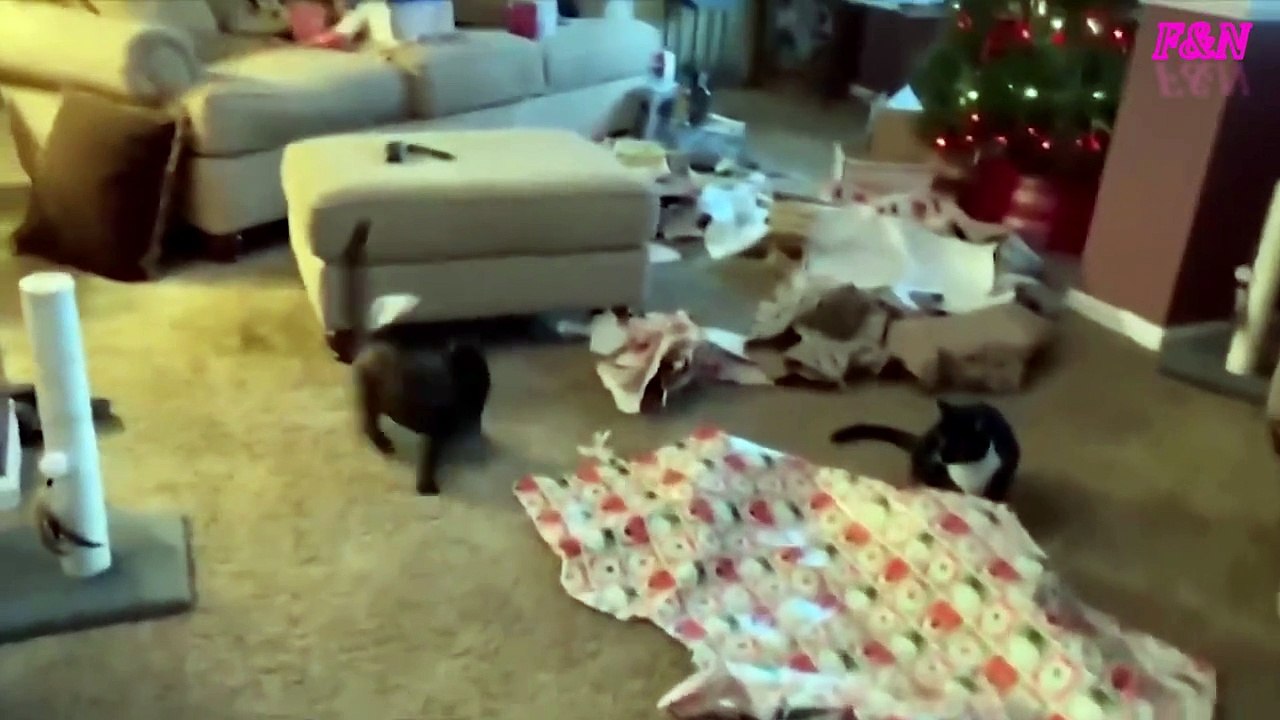 Funniest Cats Videos, The Siliest, Cutest And Funniest Cats 21