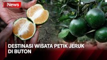 Pengalaman Menyantap Langsung Jeruk Segar Hasil Panen di Agrowisata Buton