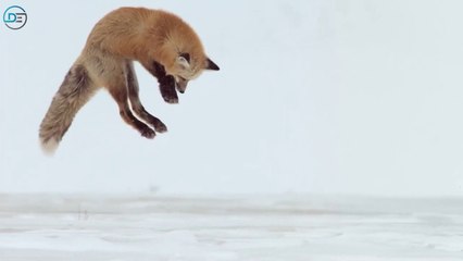 Navidad en la naturaleza