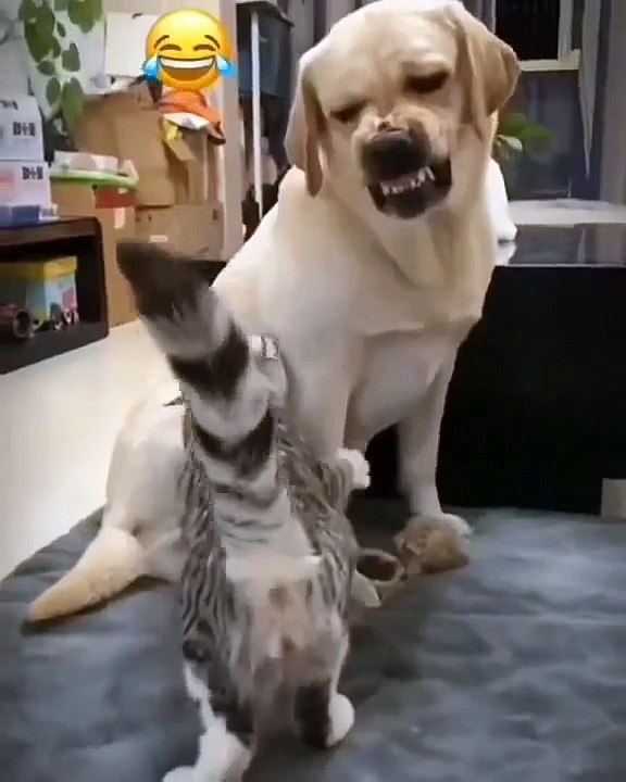 Animal Shorts #16