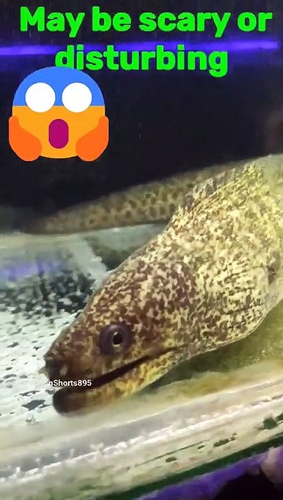 Scary Eel Fish  Sharp tooth