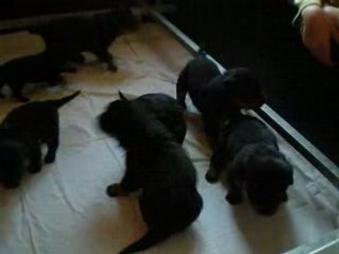 Chiots Rottweiler Marly Gomont