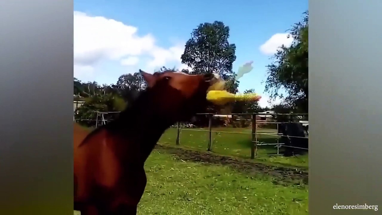 animal funny video 108
