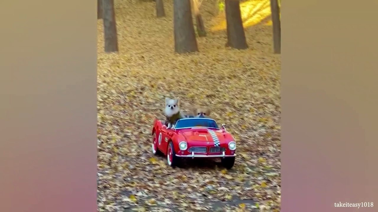 animal funny video 102