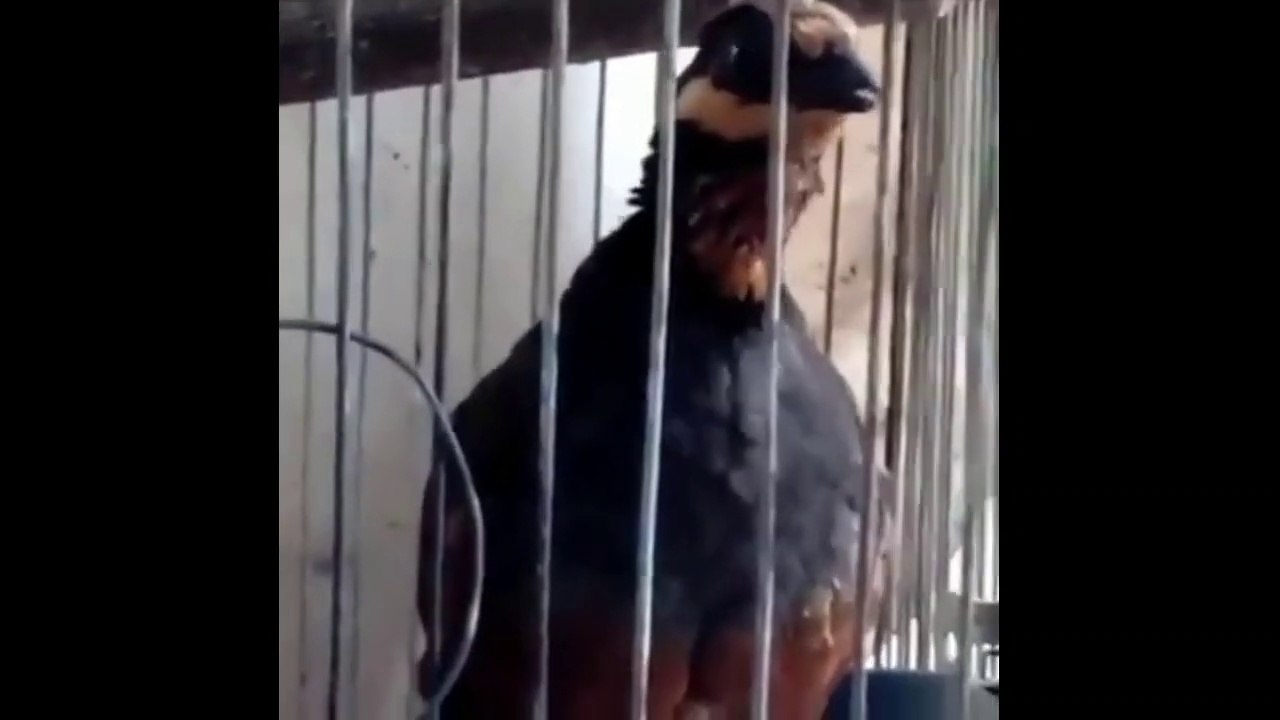 Cirikhas Dan Habitat asli Burung puyuh Gonggong Jawaa