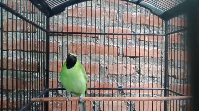 Burung Cucak Ijo Gacor Untuk Pancingan dan Masteran