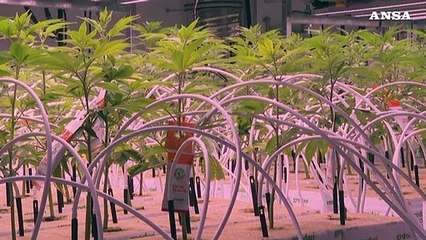 Cannabis light, da Tar ok a prodotti per uso orale