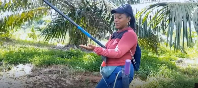 Mujeres Palmeras de Colombia, unidas por una labor