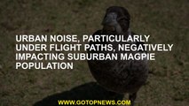 Urban noise, particularly under flight paths, negatively impacting suburban magpie population