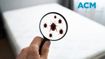Bed bugs: How to identify and get rid of them