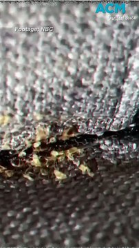 Bed bugs: How to identify and get rid of them