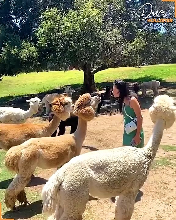 Animals funny video