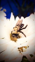 JBee,  my  PET CARPENTER BEE , enjoys fresh flowers every day