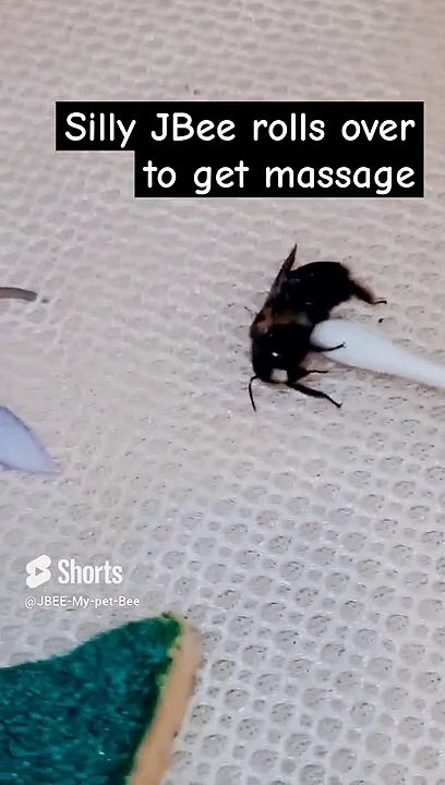 Silly JBee getting a massage, living it up like Kim Kardashian! Watch him roll to his back!