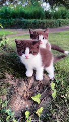 Meow-sical Mayhem: Cats with a Sense of Humor