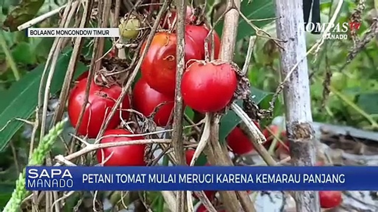 Musim Kemarau, Petani Tomat Merugi