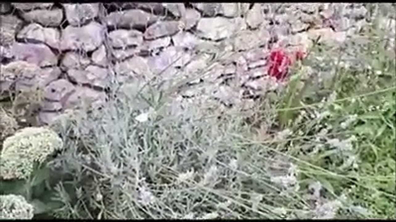 "Se l'aura spira" di Girolamo Frescobaldi cantata da Giuseppe Leo